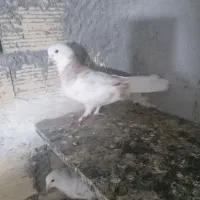 دو تا کبوتر نرو ماده