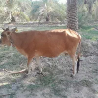 گاو ابستن