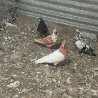 6تا کفتر گرفتنی