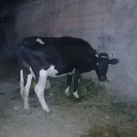 گاو شیری سنگین وزن