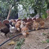 تخم نطفه دار و جوجه و‌ نیمچه گلین