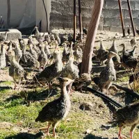 جوجه بوقلمون محلی مرغ  وخروس در فضای باز