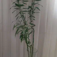 گل بامبو
