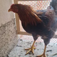خروس چهل تاج