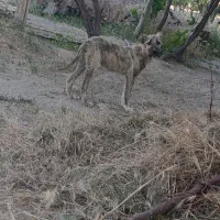 سگ سرابی ماه