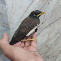 یک عدد مینا معاوضه با پرنده دیگ ...