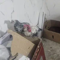 خروس چاپانز و مرغ سبرایت