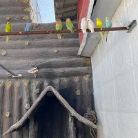 کوتوله برزیلی مولدمرغ عشق مولد