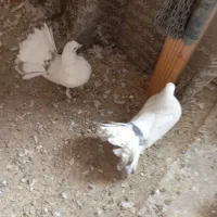 کفتر دم چتری آمریکایی