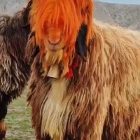 میش بلداجی دوقلورا