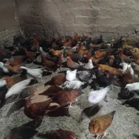 فروش مرغ چهار ماهه
