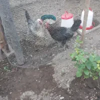 فروش مرغ تخمگذار