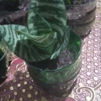 گل سانسور پایه کوتاه