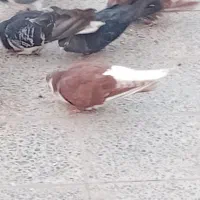 ۱۵۰۰