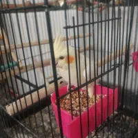 عروس هلندی گمشده