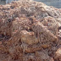 کمپوس قارچ جهت خوراک ماهی