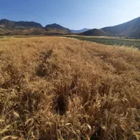 زمین روستای چگنی کش