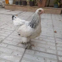 جوجه ۲۵ روزه . مرغ گلین و برهما جوان باری