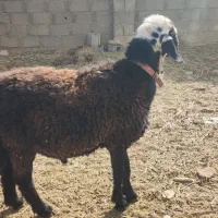 فروش بره قوچ2ساله