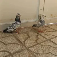 یک جفت سارسبز آلمانی