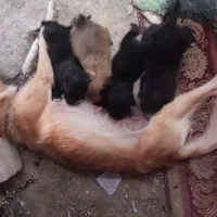 توله سگ فروشی نصل پامر