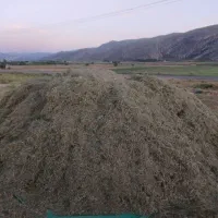 یونجه|لوازم جانبی حیوانات|طسوج, |دیوار