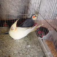 عروس هلندی