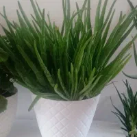 گل الوورا