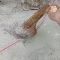مرغ لاری