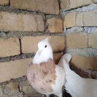 کبوتر|پرنده|فامنین, |دیوار