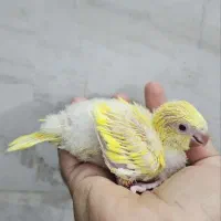 جوجه راهب سرلاکی