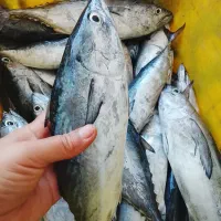 ماهی تازه الان رسیده