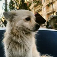 واگذاری پامرین روباهی