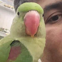 شاه طوطی به نام شیلا گمشده