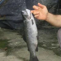 فروش ماهی قزل