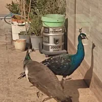 طاووس پرنده