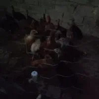 سلام جوجه خانگی