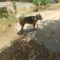 سگ هاسکی