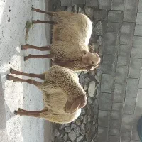 فروش بره قوچ های رومانوف چند قلوزا  معاوضه