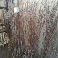 درخت میوه قیمت جشنواره ای زرند