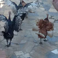 ۴ عدد بوقلمون نره قیمت ۱۳تومن خونگی