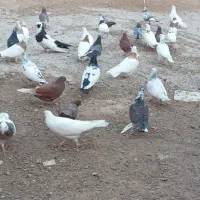 کبوتر طوقی و تهرانی