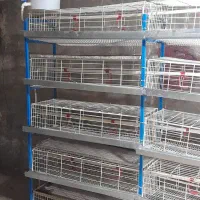 قفس بلدرچین