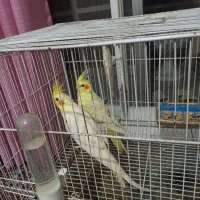عروس هلندی
