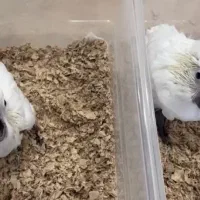 جوجه کاسکو،کاکادو،آرا