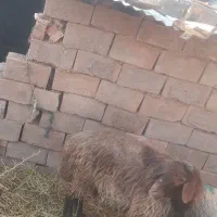 فروش قوچ