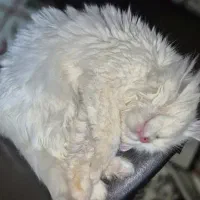 گربه پرشین ماده