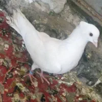 سفید