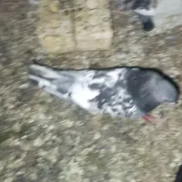 کبوتر ذات دار
