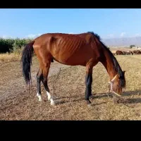 اسب ترکمن